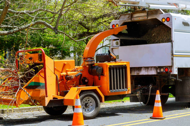 Professional Tree Services in Greenville, AL