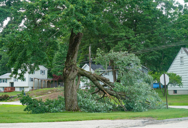 Best Tree Risk Assessment  in Greenville, AL