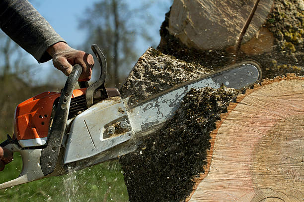 Best Tree Trimming and Pruning  in Greenville, AL