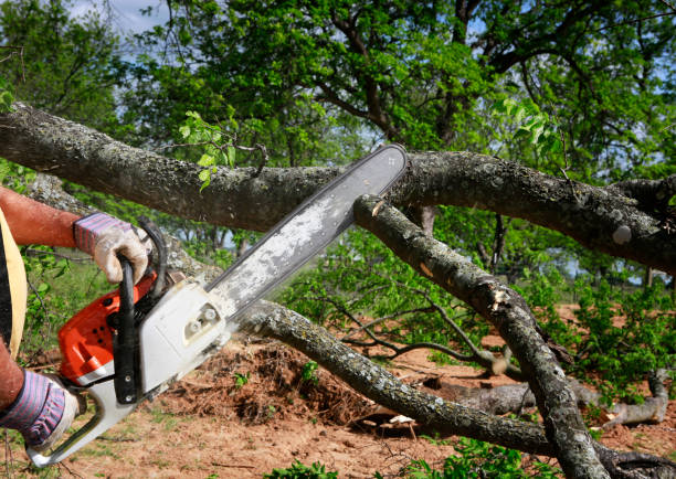 Best Weed Control  in Greenville, AL