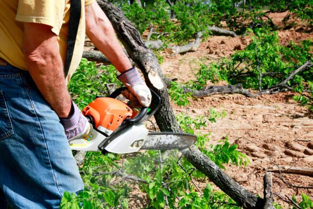 Best Stump Grinding and Removal  in Greenville, AL